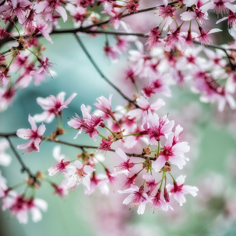 Spring Is In The Air I Poster Print by Dianne Poinski-VARPDXQPDSQ065A Image 1