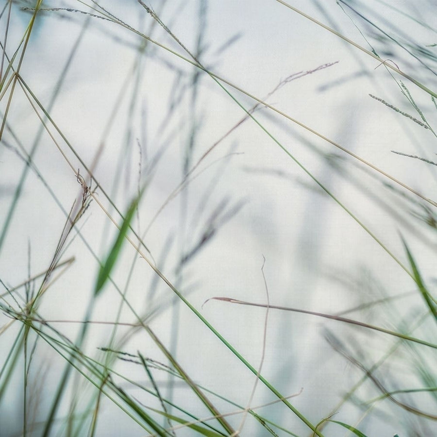 Bluff Grass II Poster Print by Dianne Poinski-VARPDXQPDSQ066B Image 1