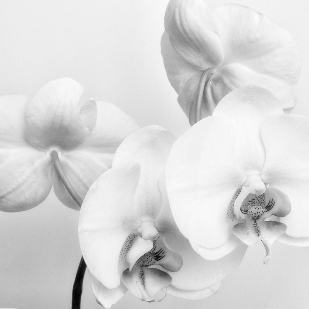 Simply Orchids 2 Poster Print by Dianne Poinski-VARPDXQPDSQ10932 Image 2