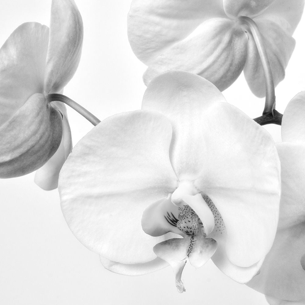 Simply Orchids 1 Poster Print by Dianne Poinski-VARPDXQPDSQ10931 Image 2