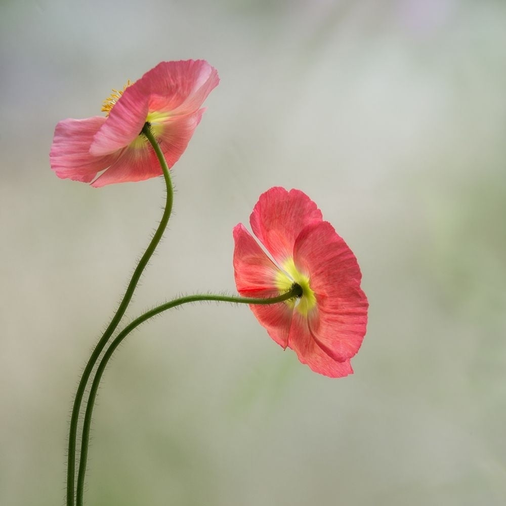 Two Poppies Poster Print by Dianne Poinski-VARPDXQPDSQ067A Image 1