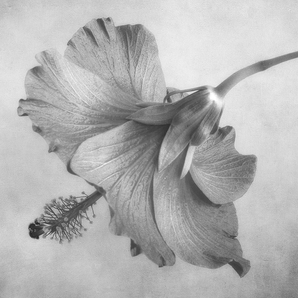 Black and White Hibiscus 1 Poster Print by Dianne Poinski-VARPDXQPDSQ3101 Image 2