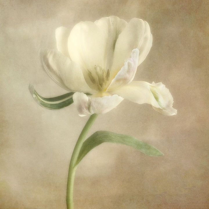 Ivory Blossom I Poster Print by Dianne Poinski-VARPDXQPDSQ2102 Image 2