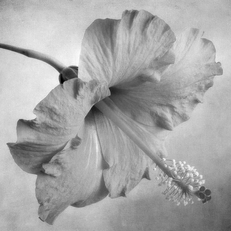 Black and White Hibiscus 2 Poster Print by Dianne Poinski-VARPDXQPDSQ3102 Image 1