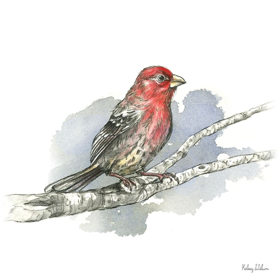 Birds And Branches IV-House Finch by Kelsey Wilson-VARPDXRB16689KWL Image 1