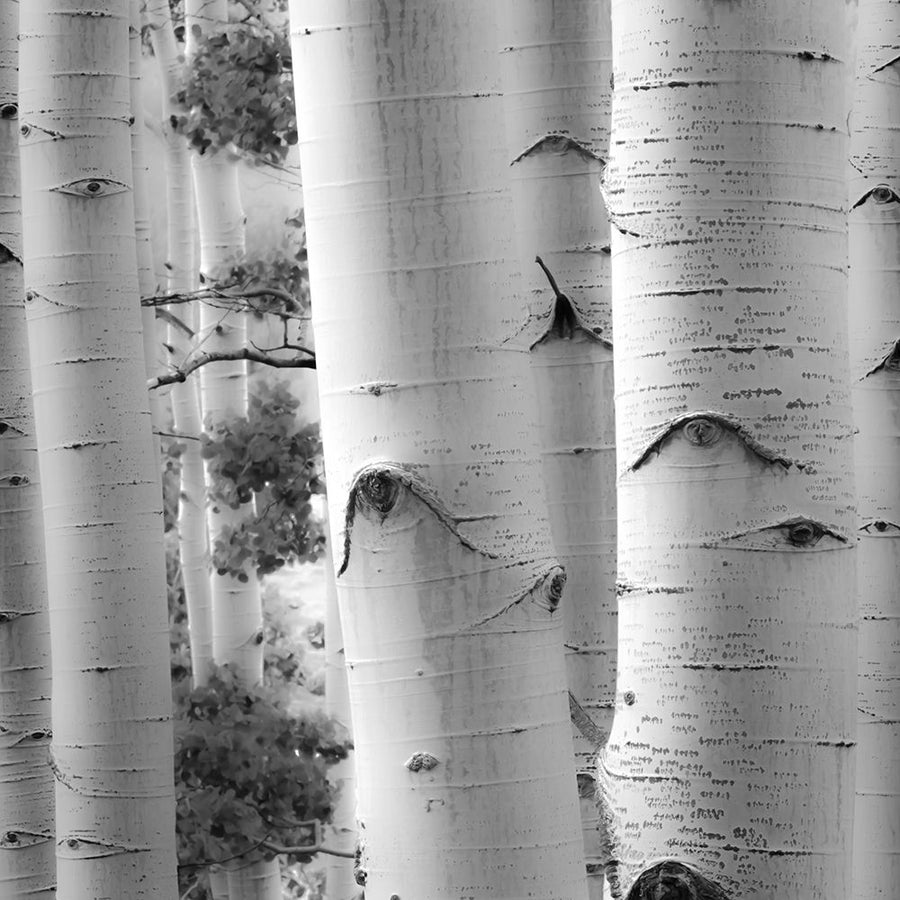 Birches in Grey I by Rick Cotter-VARPDXRD011A Image 1