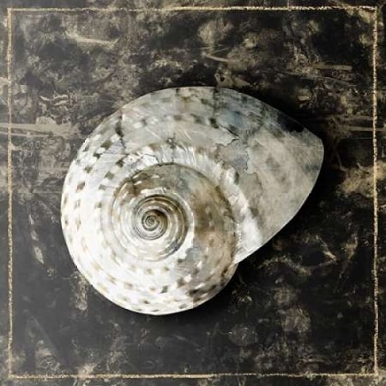 Marble Shell Series II Poster Print by Edward Selkirk -VARPDXSE238A Image 1