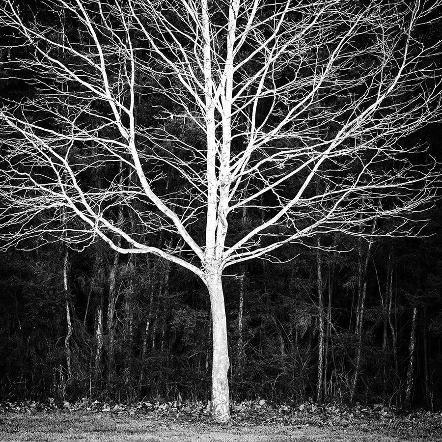 Winter Tree Square by Urban Epiphany-VARPDXUESQ016A Image 1