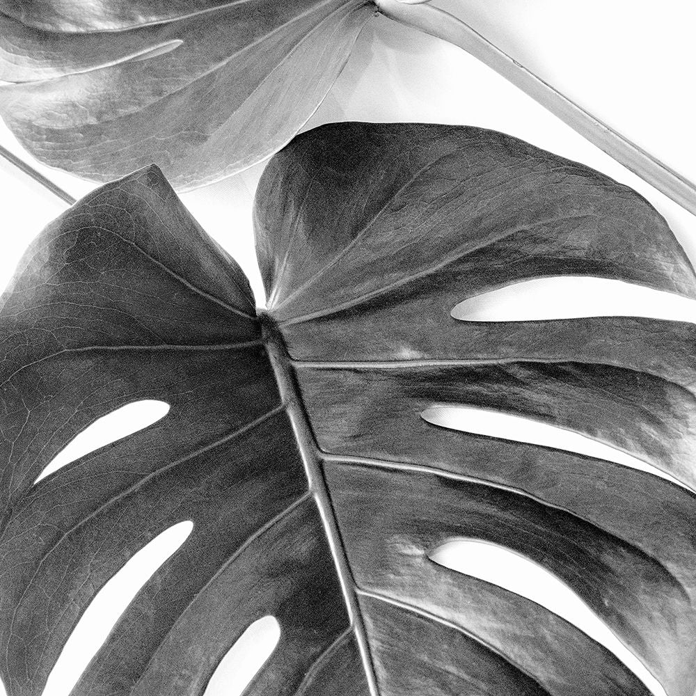 Monstera Leaves by Urban Epiphany-VARPDXUESQ007A Image 1