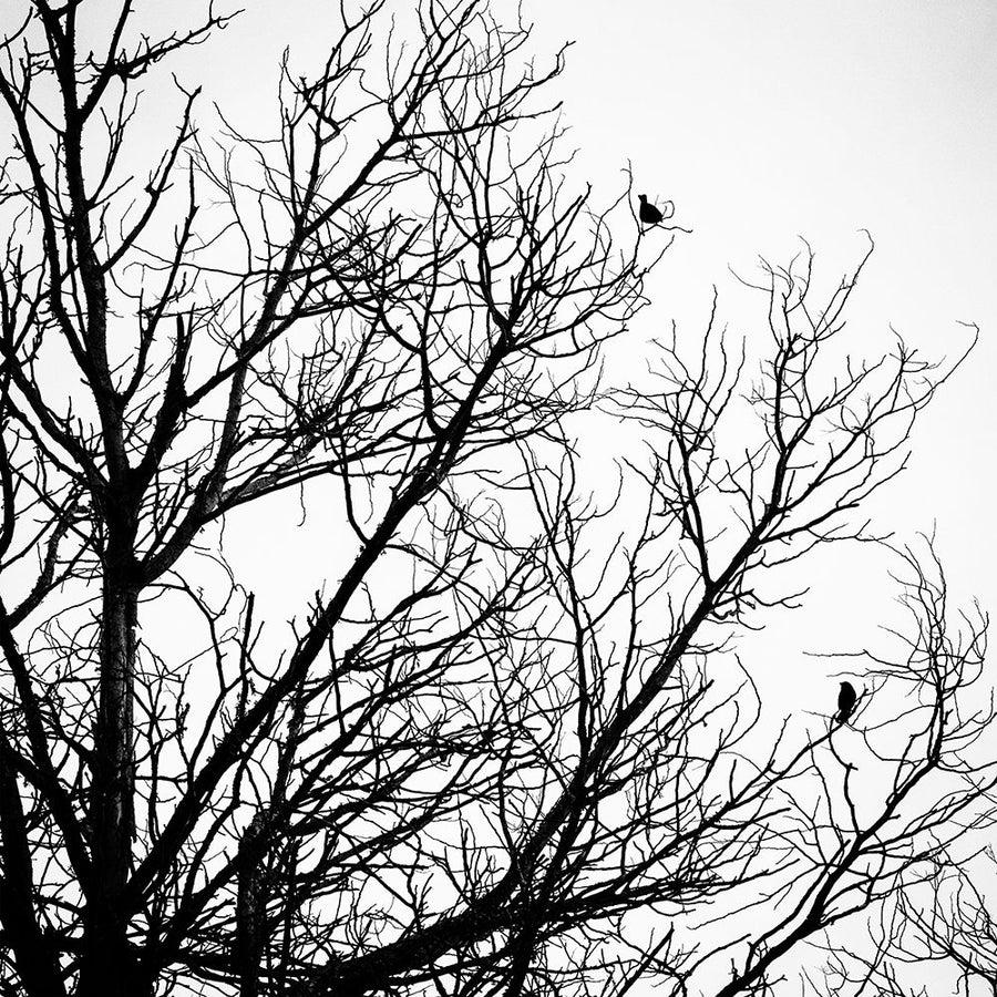 Winter Birds by Urban Epiphany-VARPDXUESQ012A Image 1