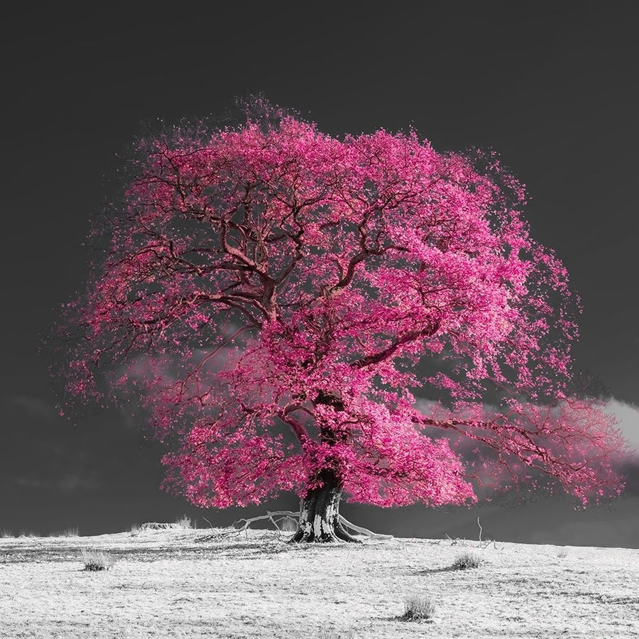 Tree on a hill-pink Poster Print - Assaf Frank-VARPDXAF201911102933PanoPC43 Image 1