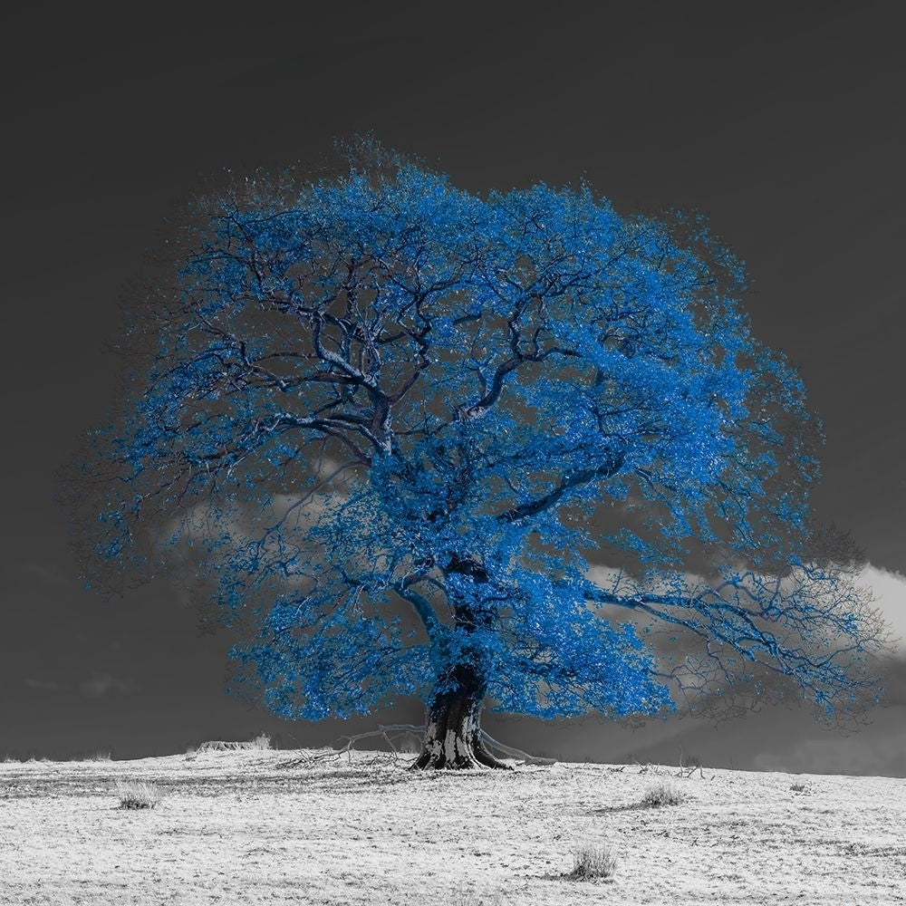 Tree on a hill-blue Poster Print - Assaf Frank-VARPDXAF201911102933PanoPC47 Image 1