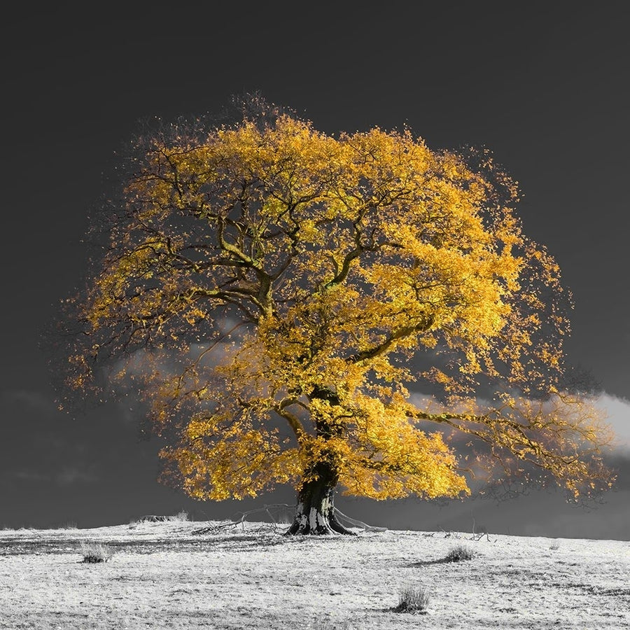 Tree on a hill-yellow-gold Poster Print - Assaf Frank-VARPDXAF201911102933PanoPC46 Image 1