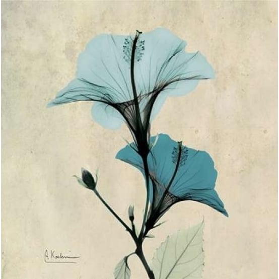 Hibiscus Poster Print by Albert Koetsier-VARPDXAK5SQ029A Image 2