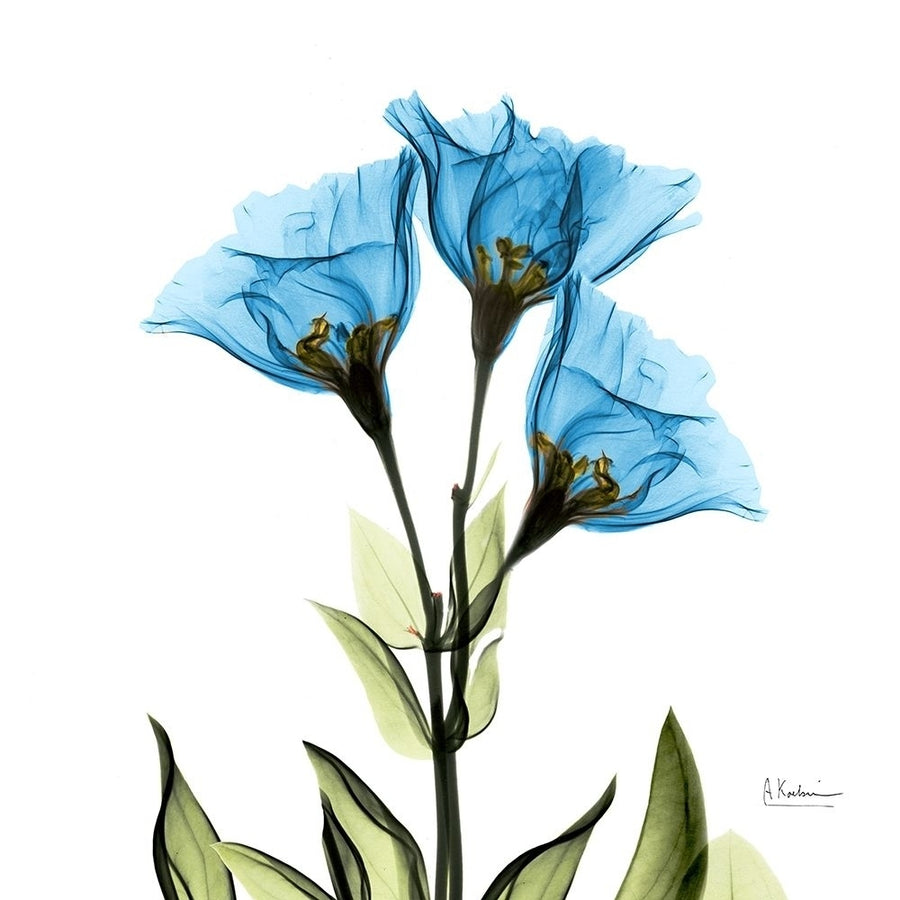 Gentian Sapphire L301 Poster Print by Albert Koetsier-VARPDXAK5SQ013B3 Image 1