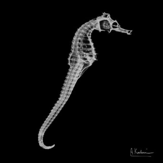 Seahorse In The Black Poster Print by Albert Koetsier-VARPDXAK7SQ024B Image 2