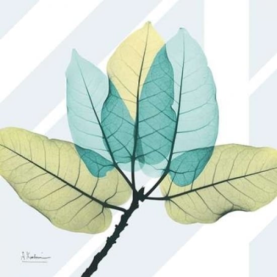 Transitional Ficus Burkey Poster Print by Albert Koetsier-VARPDXAK5SQ380D3 Image 2