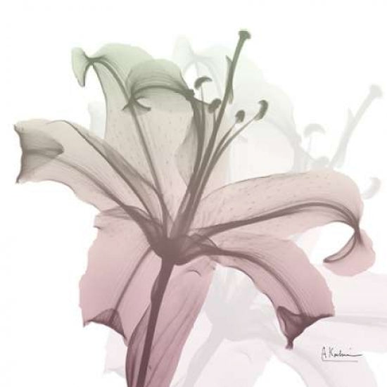 Neapolitan Lily Poster Print by Albert Koetsier-VARPDXAK8SQ022A Image 2