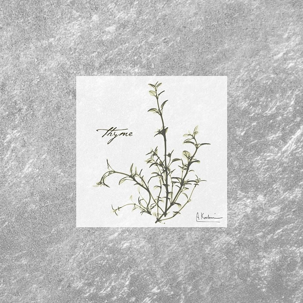 Stunning Thyme Poster Print by Albert Koetsier-VARPDXAK8SQ028B1 Image 2