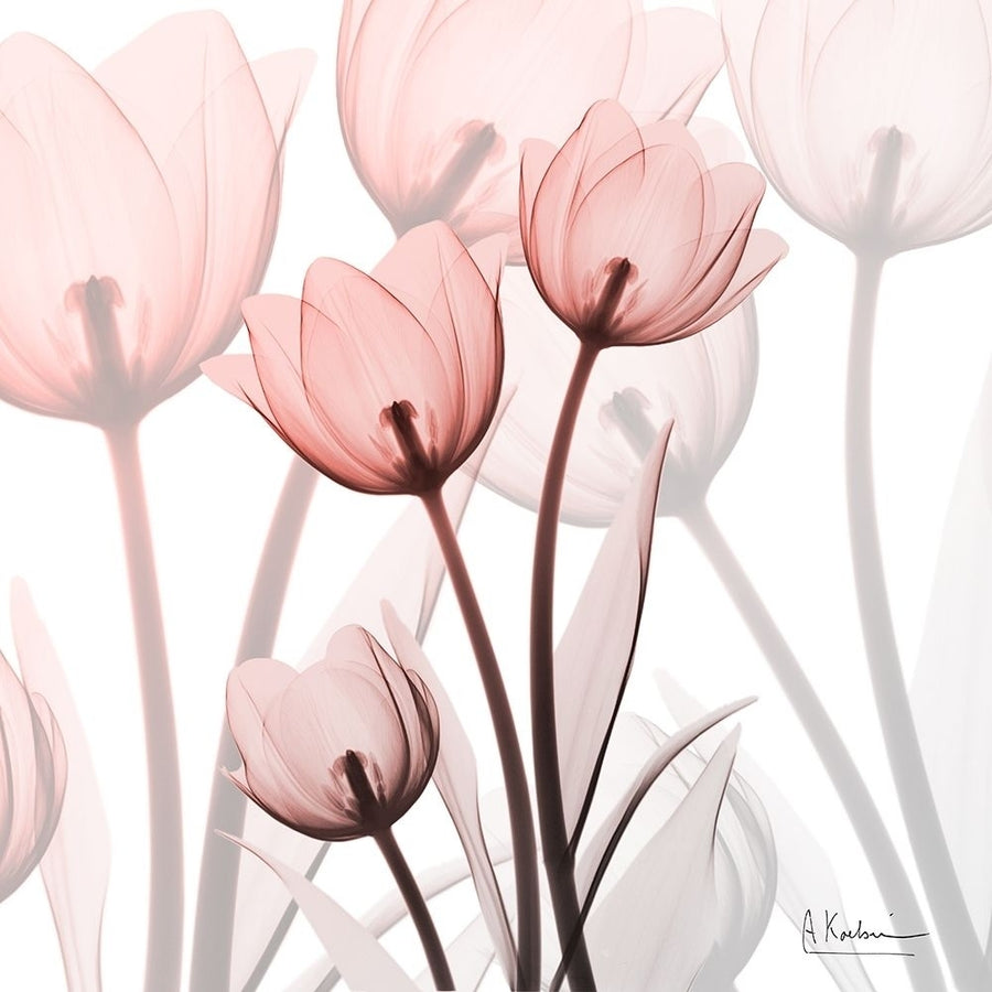 Blush Luster Tulips Poster Print by Albert Koetsier-VARPDXAK8SQ100A Image 1