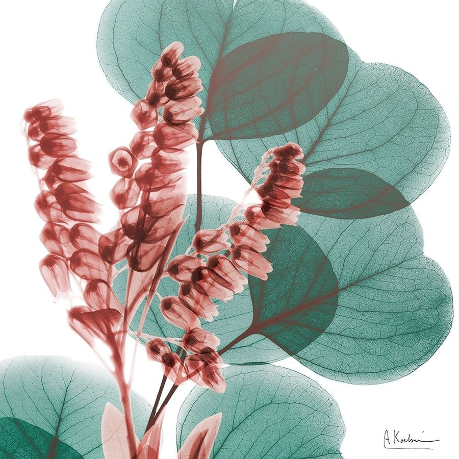 Blushing Lilly Of Eucalyptus 1 Poster Print by Albert Koetsier-VARPDXAK8SQ124A Image 1