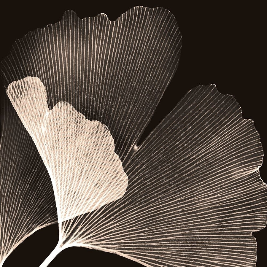 Cocoa Ginko by Albert Koetsier-VARPDXAK8SQ225A Image 1