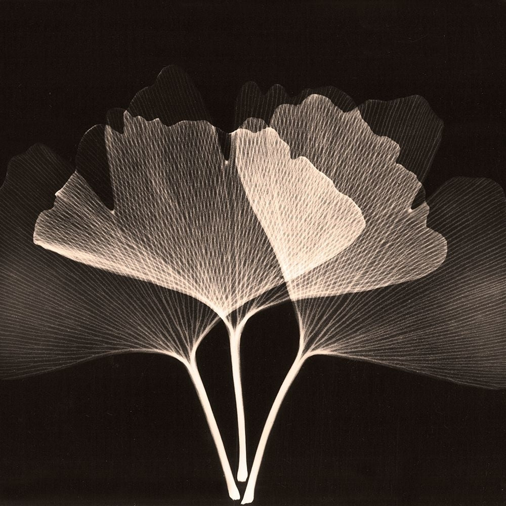 Cocoa Ginko 2 by Albert Koetsier-VARPDXAK8SQ225B Image 1