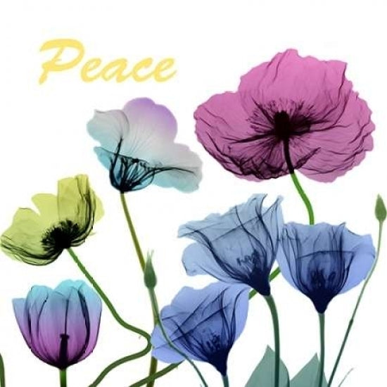 Floral Rainbow Peace Poster Print by Albert Koetsier-VARPDXAK8SQ393B Image 2