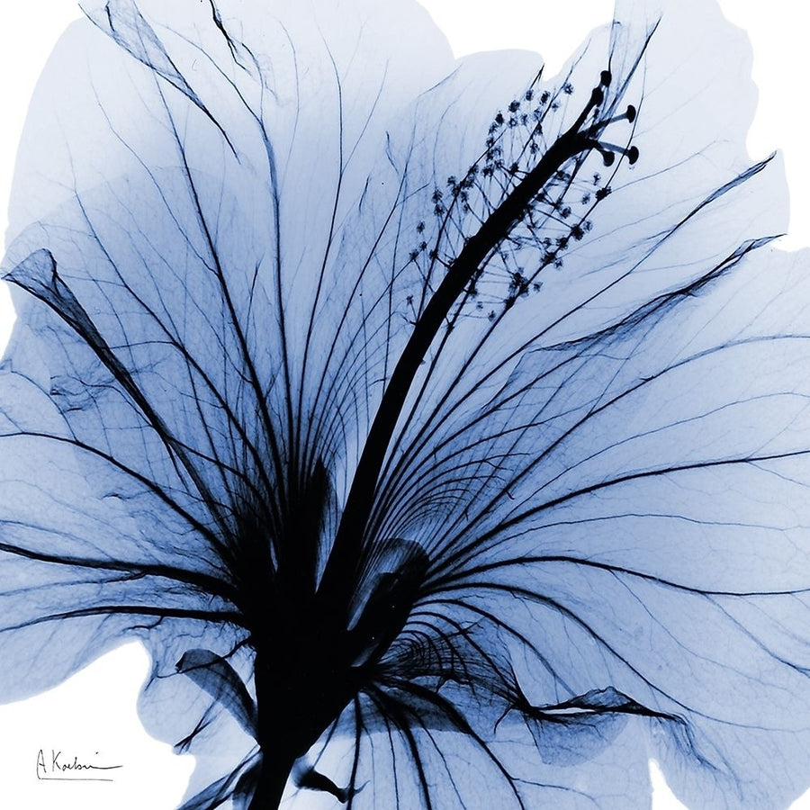 Indigo Hibiscus Turn by Albert Koetsier-VARPDXAK8SQ442A2 Image 1