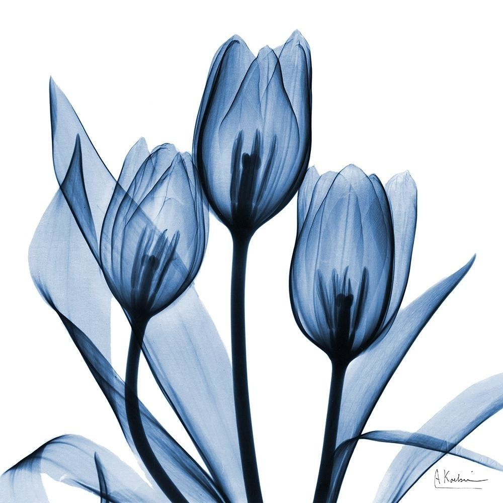 Indigo Tulips by Albert Koetsier-VARPDXAK8SQ443A Image 1