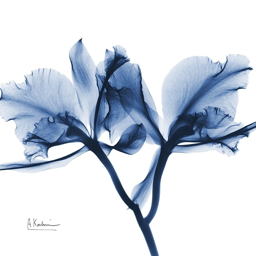 Indigo Orchid by Albert Koetsier-VARPDXAK8SQ449A Image 1