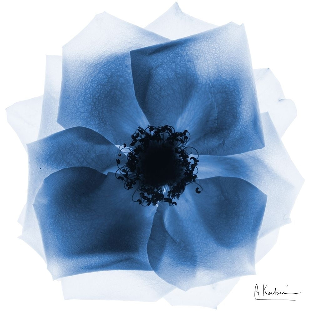 Indigo Rose Petals 2 by Albert Koetsier-VARPDXAK8SQ451B Image 1