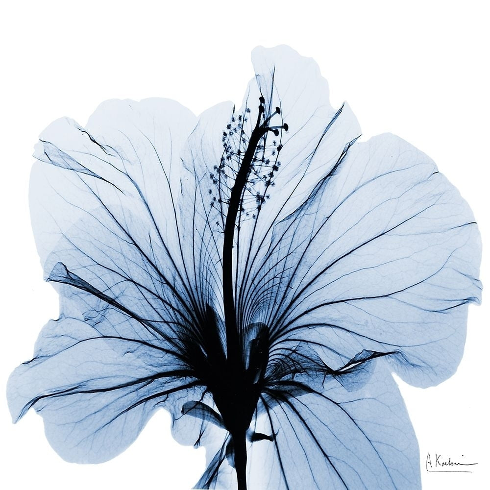 Indigo Hibiscus by Albert Koetsier-VARPDXAK8SQ442A Image 1