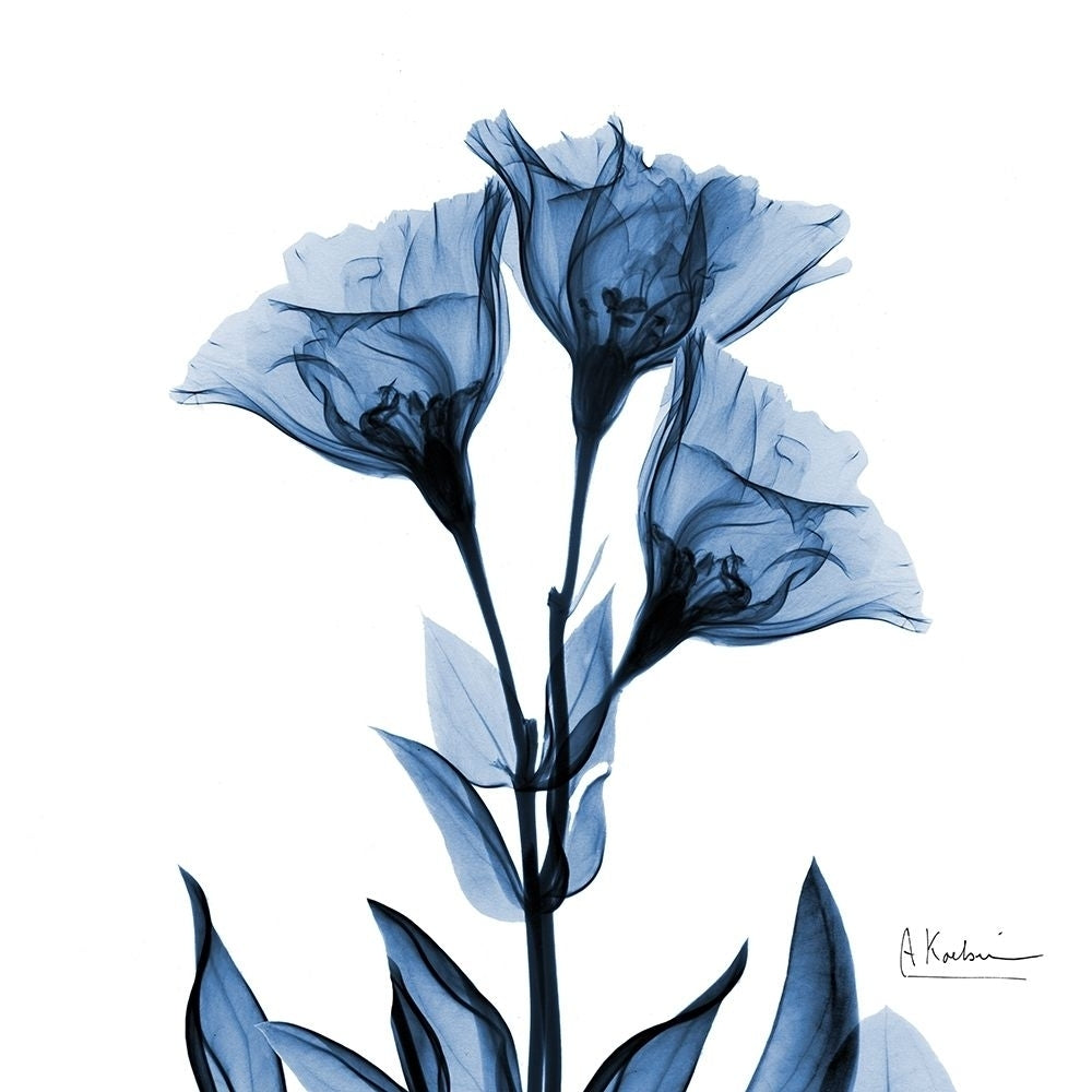 Indigo Gentian by Albert Koetsier-VARPDXAK8SQ444A Image 1