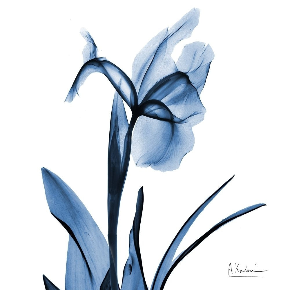 Indigo Iris by Albert Koetsier-VARPDXAK8SQ446A Image 1