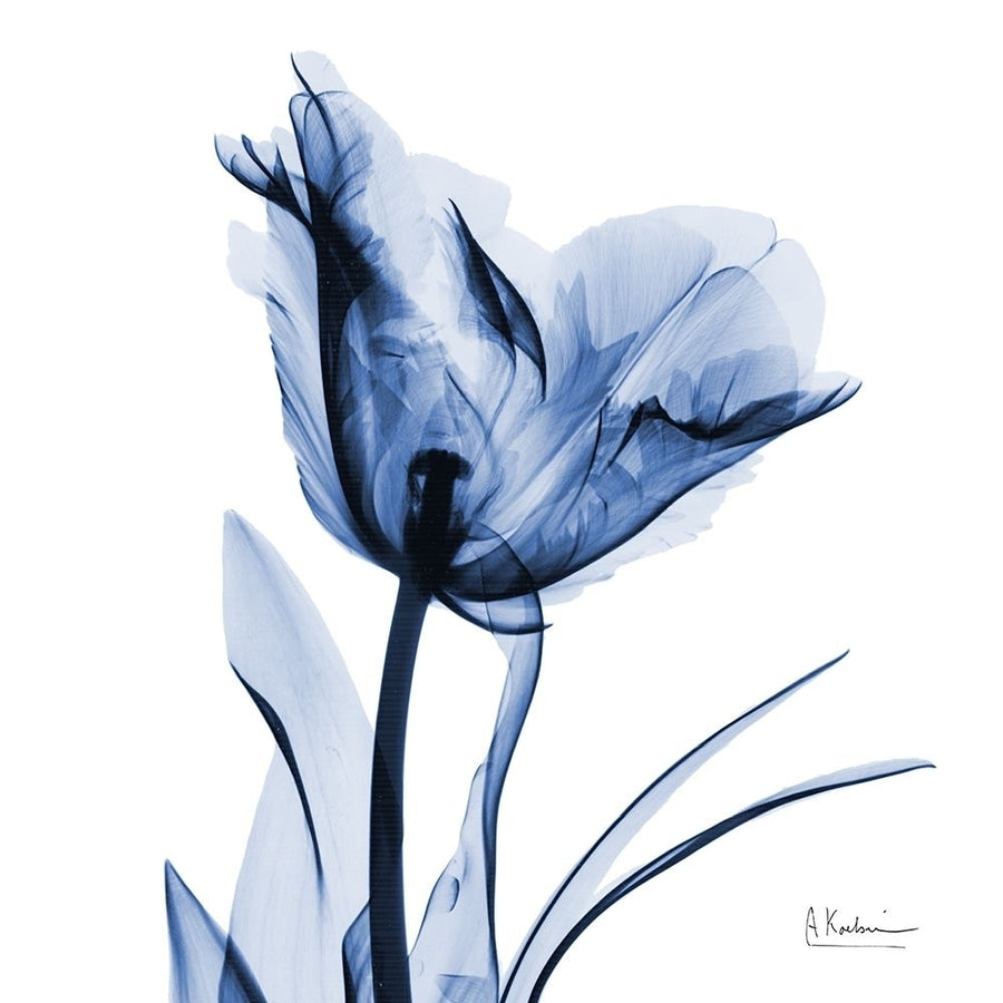 Indigo Softened Tulip by Albert Koetsier-VARPDXAK8SQ458A Image 1