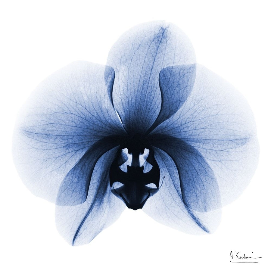 Indigo Infused Orchid 1 by Albert Koetsier-VARPDXAK8SQ452A Image 1