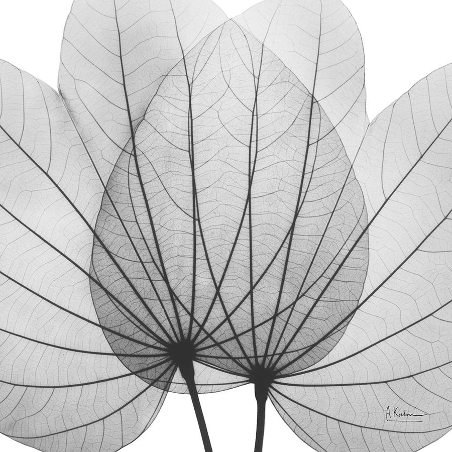 Orchid Tree BW Poster Print - Albert Koetsier-VARPDXAK8SQ486A Image 1