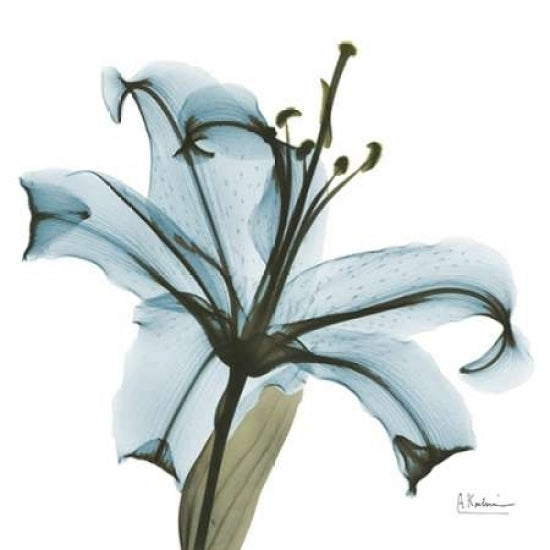 May Lily Poster Print by Albert Koetsier-VARPDXAKXSQ152A Image 1