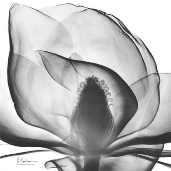 Magnolia A43 Poster Print by Albert Koetsier-VARPDXAKXSQ155A1 Image 1