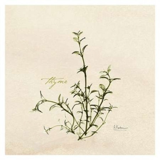 Thyme in Bloom Poster Print by Albert Koetsier-VARPDXAKXSQ163 Image 2