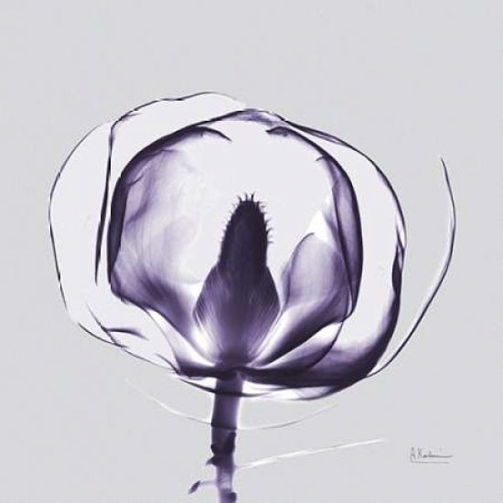 Purple Tulip Bud Open on Purple Poster Print by Albert Koetsier-VARPDXAKXSQ327B Image 1