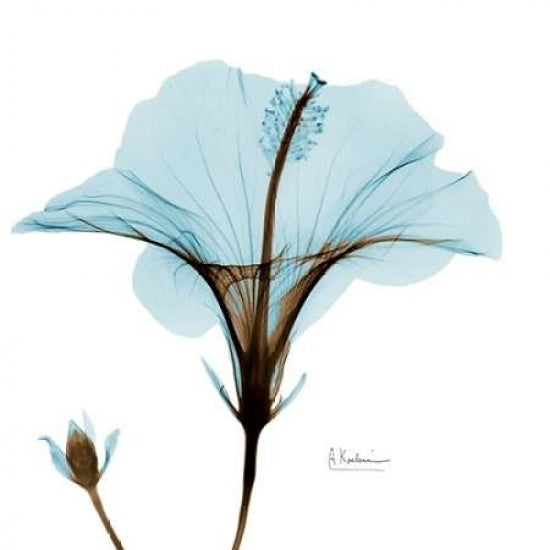 Hibiscus Wave Poster Print by Albert Koetsier-VARPDXAKXSQ341H2 Image 1