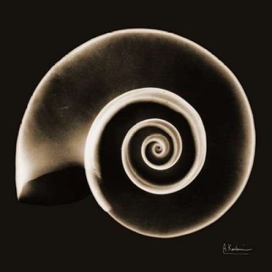 Rams horn Snail Shell Sepia Poster Print by Albert Koetsier-VARPDXAKXSQ373D Image 1