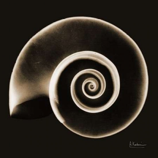 Rams horn Snail Shell Sepia Poster Print by Albert Koetsier-VARPDXAKXSQ373D Image 2