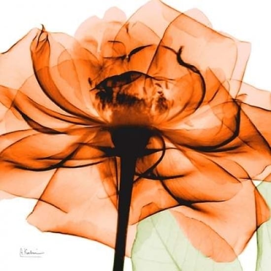 Orange Rose Poster Print by Albert Koetsier-VARPDXAKZSQ360D2 Image 2