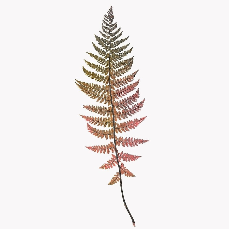 Coral Fern Gold 2 Poster Print by Ann Bailey-VARPDXBASQ032B Image 1