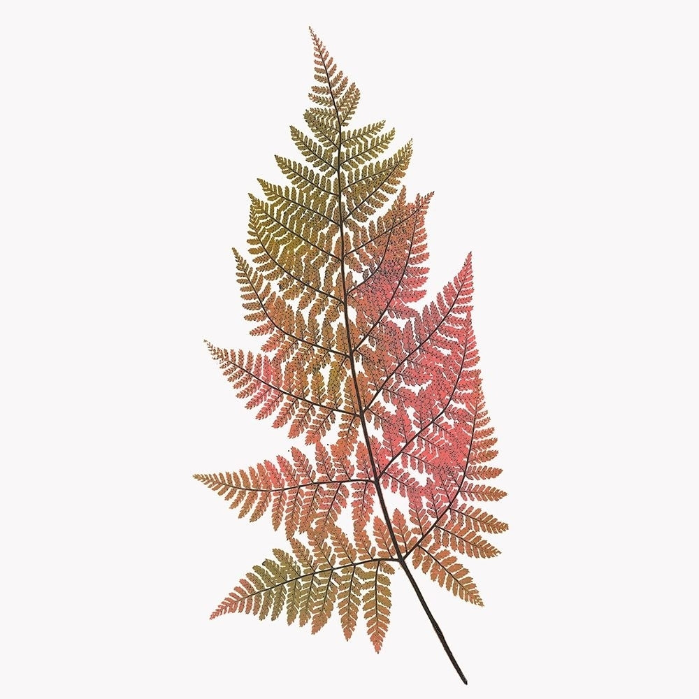 Coral Fern Gold 1 Poster Print by Ann Bailey-VARPDXBASQ032A Image 1