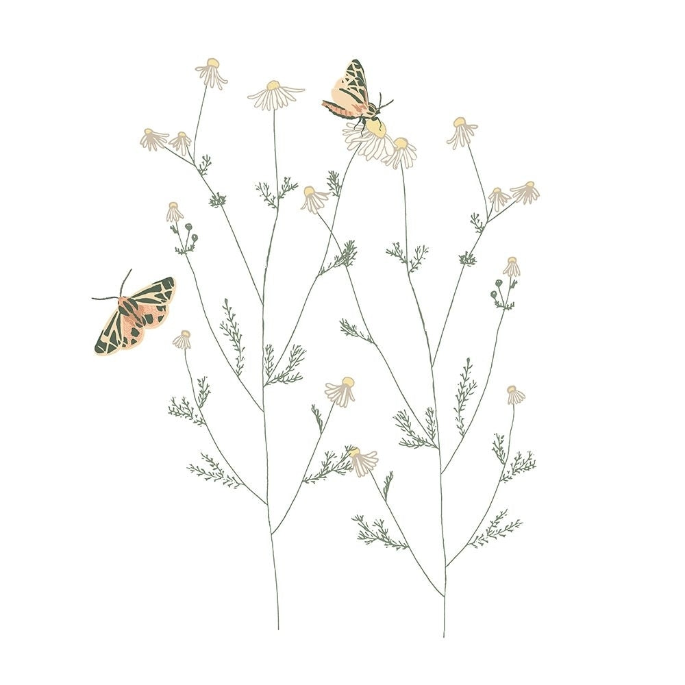 Chamomile And Tiger Moths Poster Print - Melody Designs Sweet-VARPDXCTSQ223A Image 1