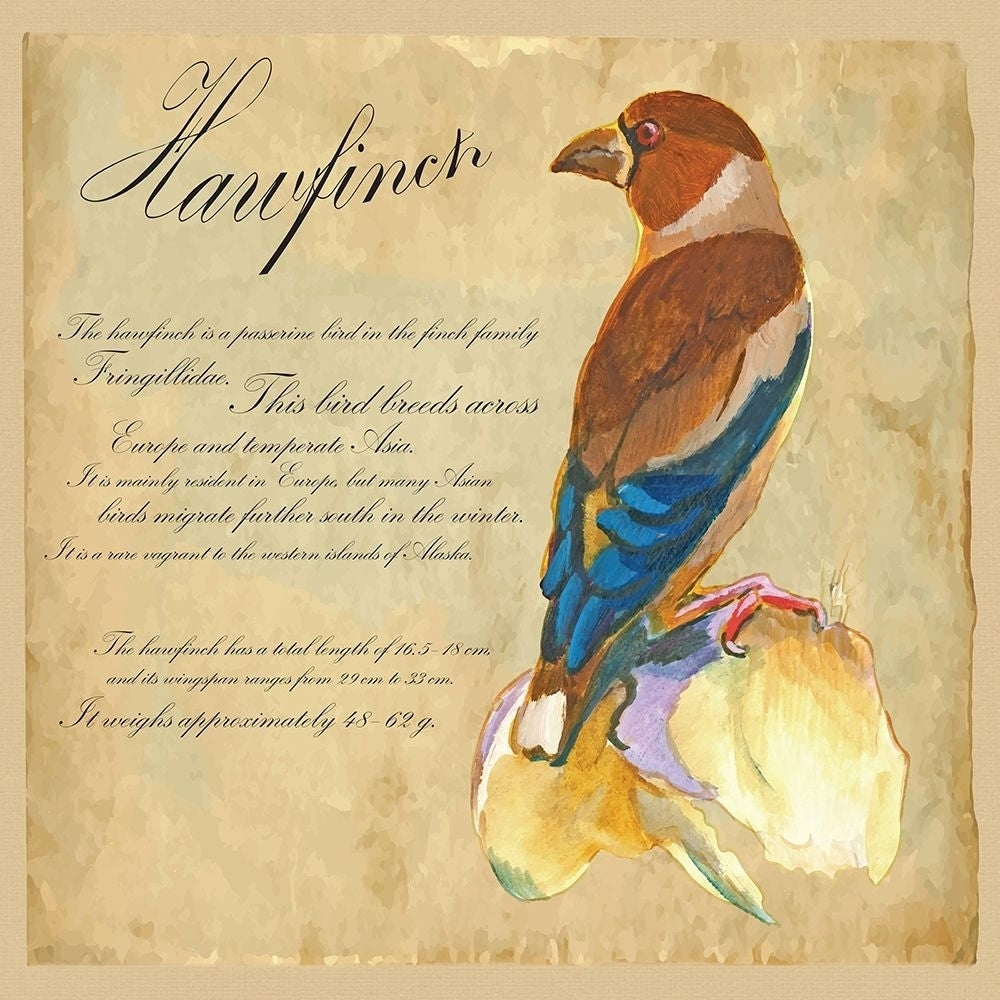 Hawfinch Illustration Poster Print by Kuco Kuco-VARPDXFAF1333 Image 1